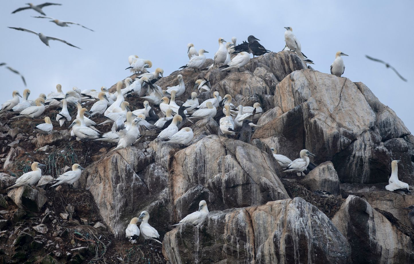 Hundreds of gannets nesting on a rocky sea cliff while others circle overhead under a grey sky
