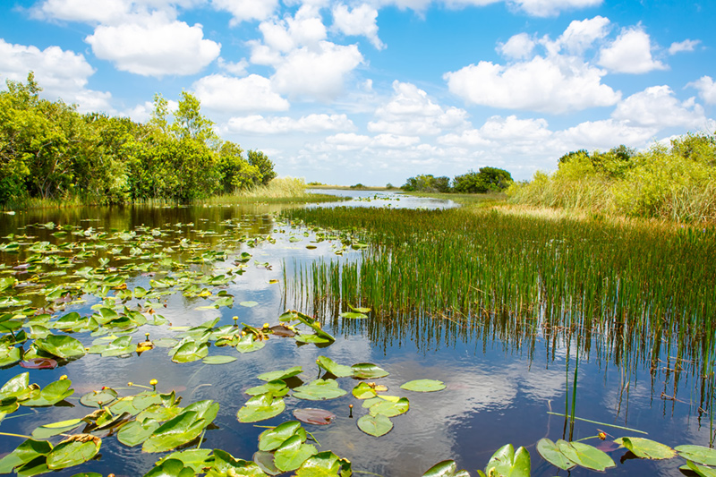 A freshwater sawgrass marsh in the Everglades