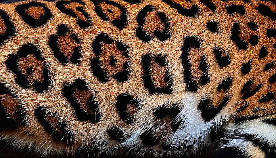 Close-up of a jaguar coat showing large rosettes with small dark spots inside them