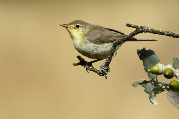 A small migratory songbird perched in a tree during a stopover