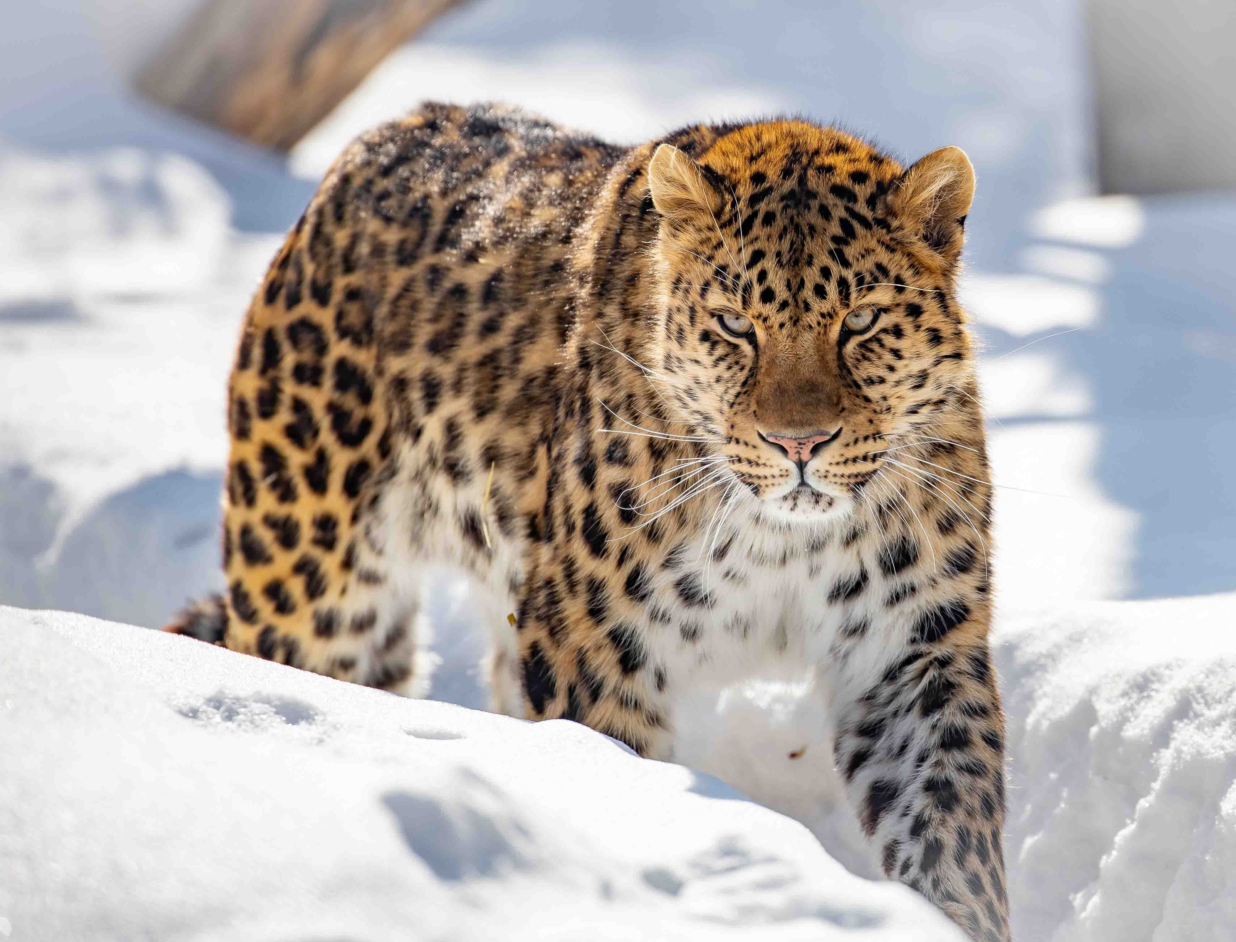 An Amur leopard walking through snow in a forest