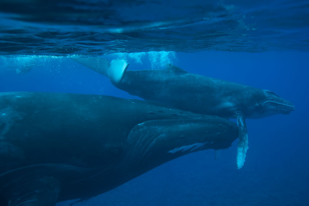 A humpback whale mother swimming beside her calf in clear blue water