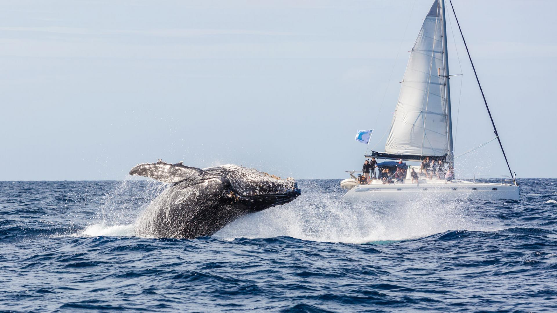 A whale watching boat holding position at a distance while a whale surfaces nearby